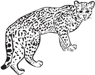 Tigrillo Antioqueño - Ocelote símbolo de Deiiwo Coffee